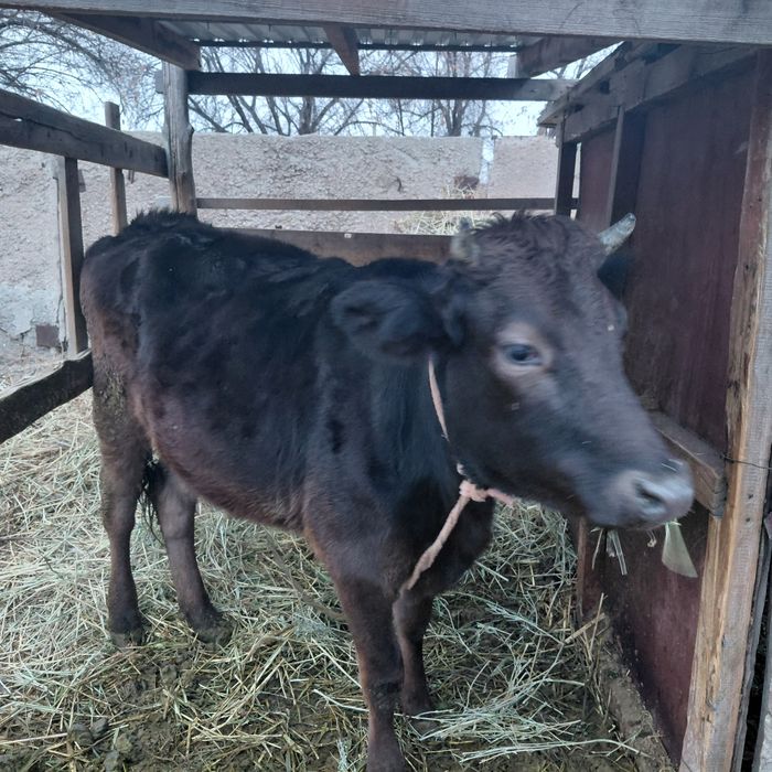 Не стельная тёлка