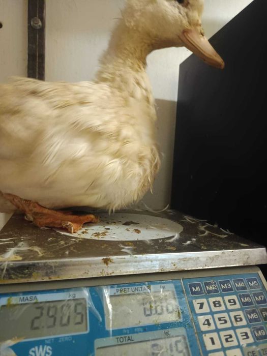 rate de rasa pekin intre 2.5kg-3.5kg - 27lei bucata negociabil