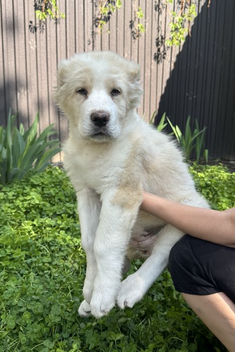 Щенки Алабая девочки