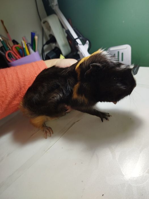 Продаются морские свинки