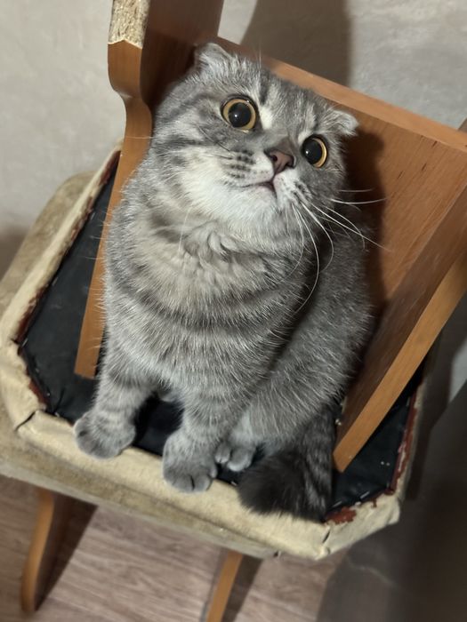 Вислоухая  кошка