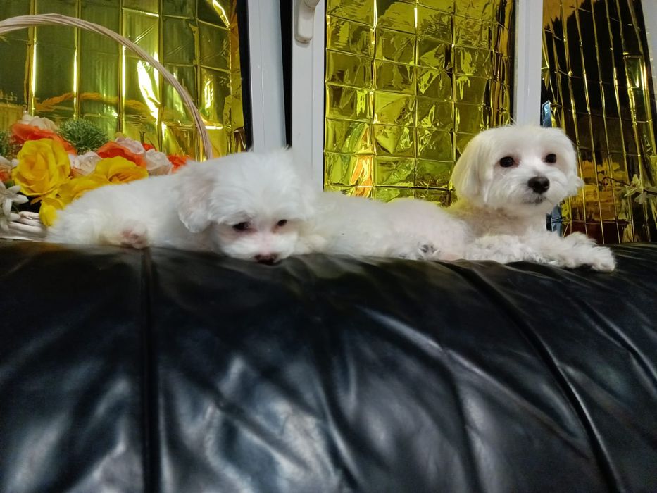 Bichon Maltez mini Toy