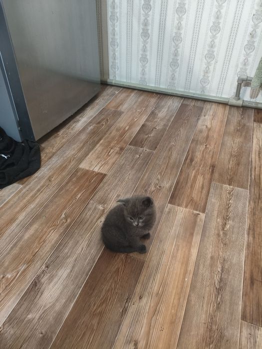 Котёнок возраст 40 дней