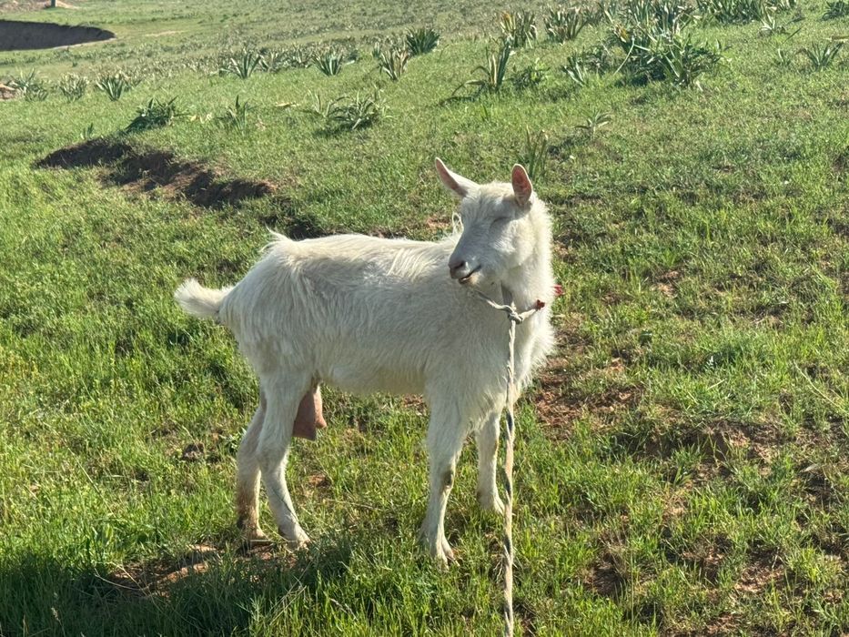 1  ешки 2 лагымен сутти