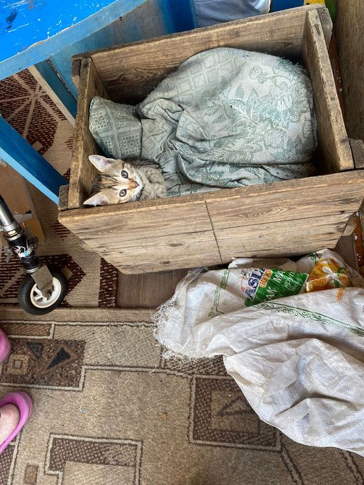 Отдам котят в хорошие руки