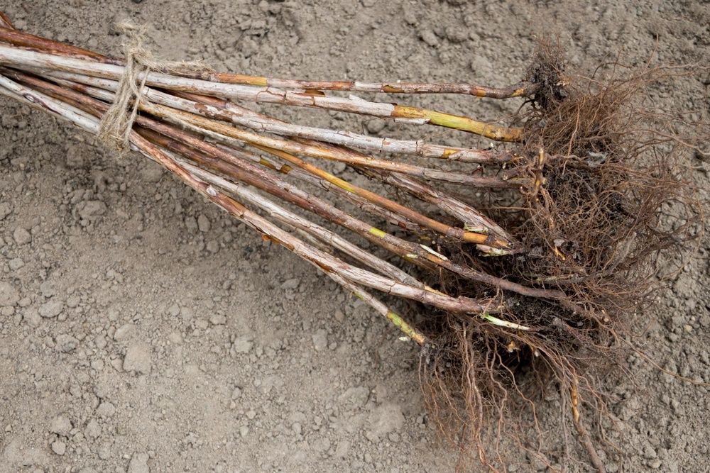 Малина садовая крупная