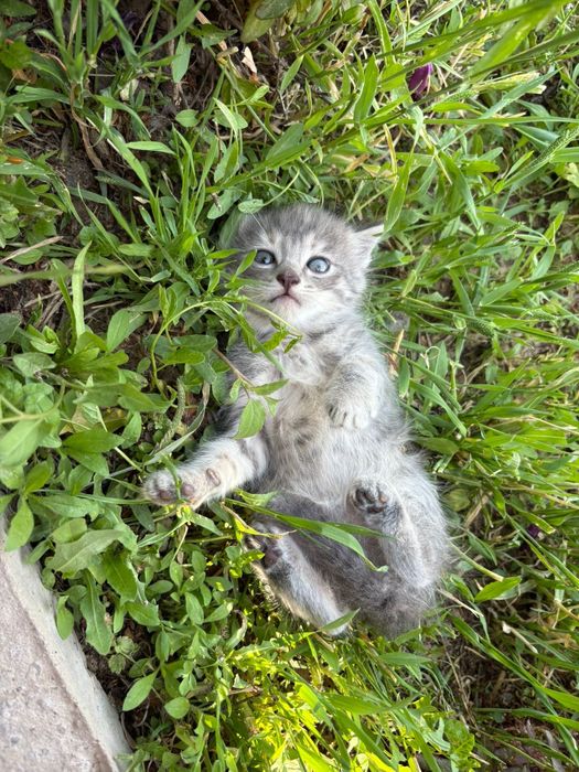 Котят отдам в добрые руки