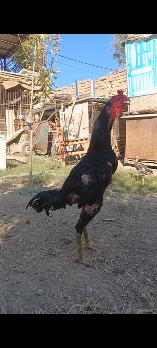Дакан Вьетнам қораз сатылады