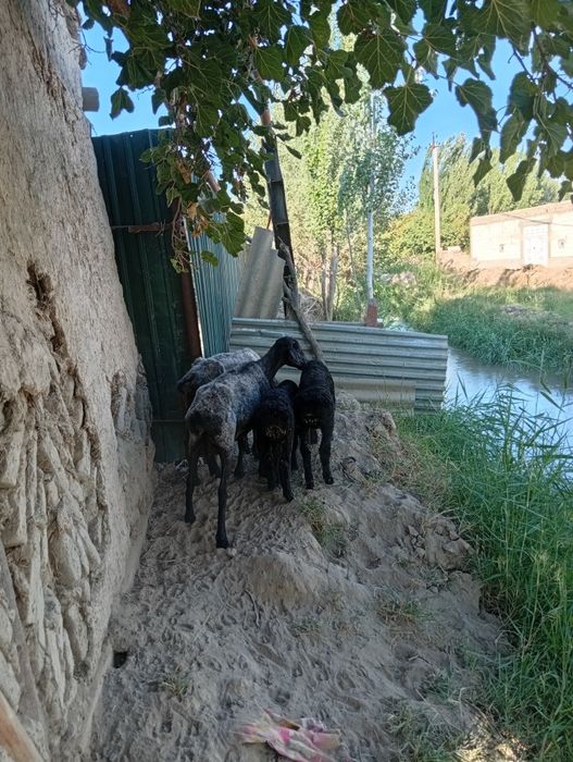 Ona bola quyla sotiladi