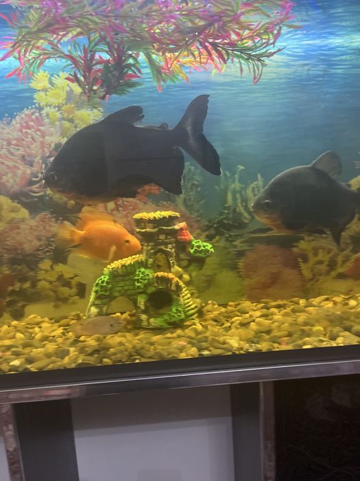 Akvarium baliqlari sotiladi