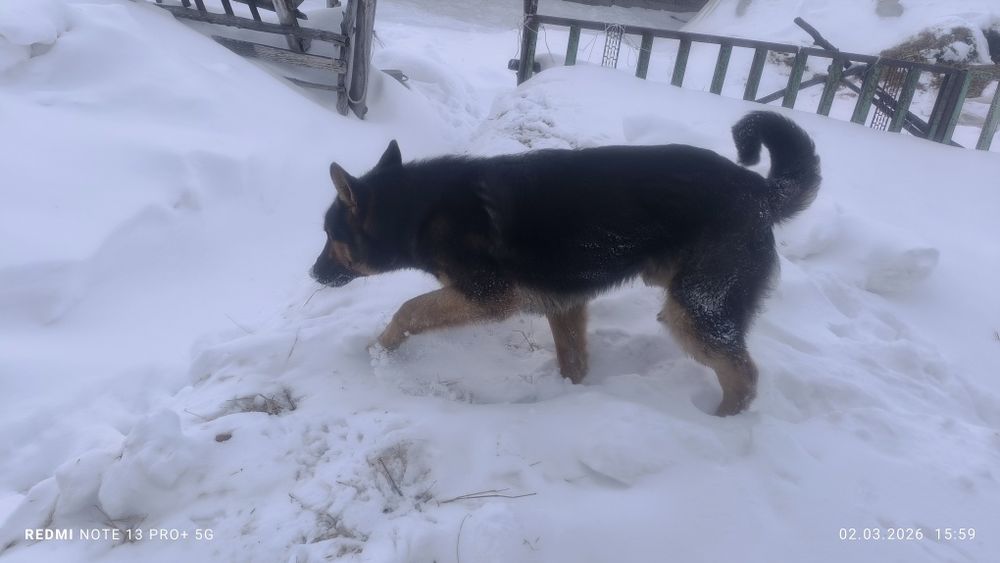 Продам собаку, немец