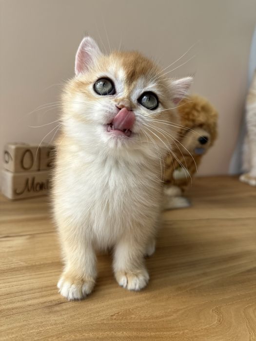 Британские котята золотые