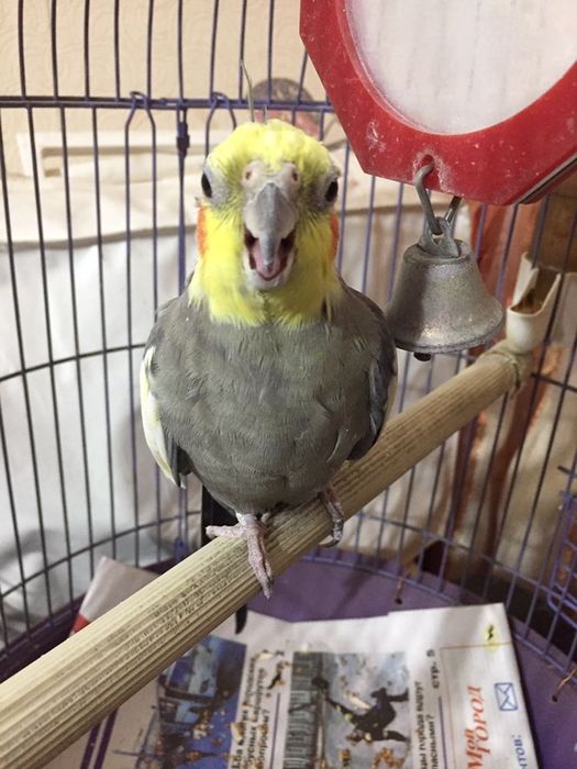 Попугай Корелла потерялся