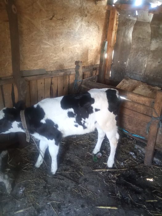 Vand vaca de doi viteji