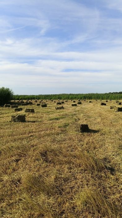 Продам сено разнотравье
