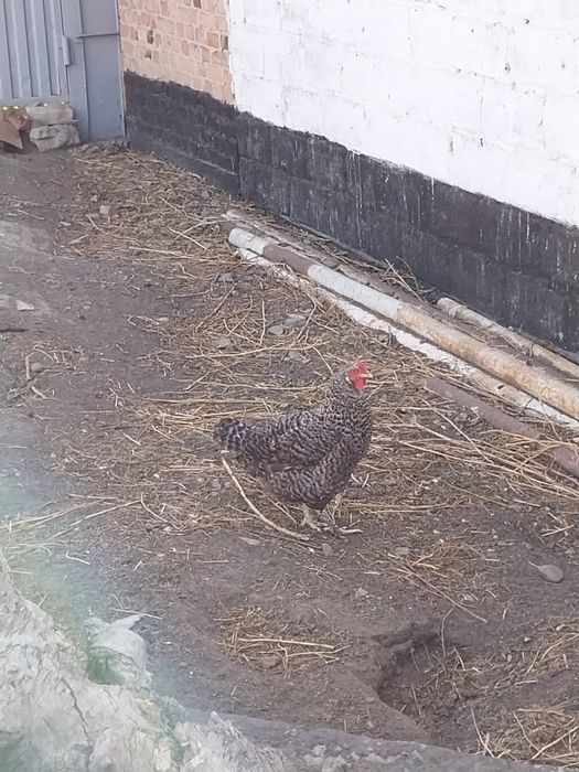Продам курей домашних