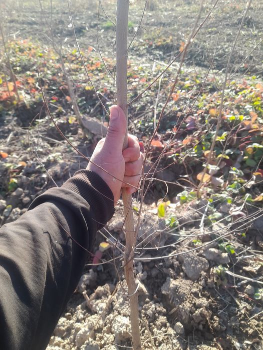 Вяз Карагаш Қарағаш