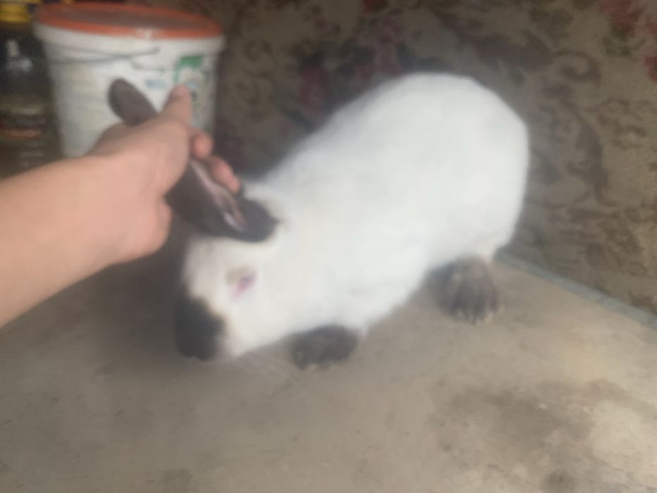 Кролики 7-8 месяцев