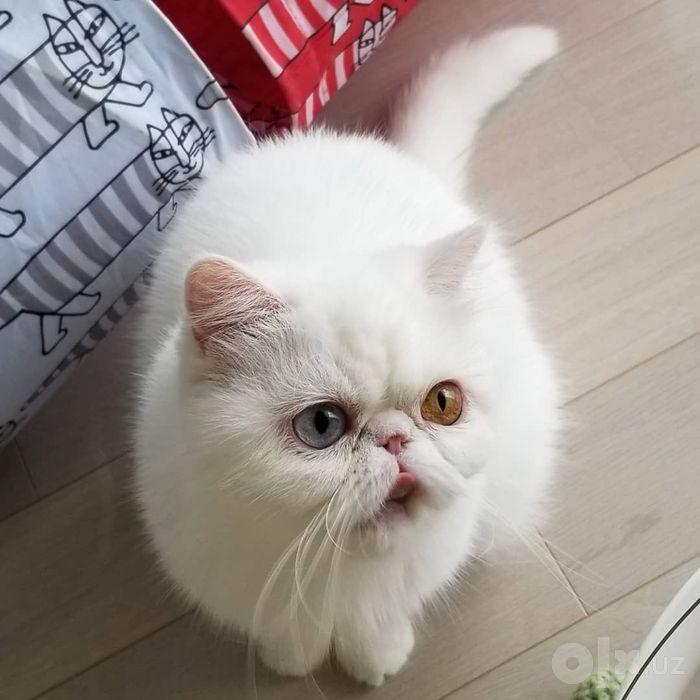 Котик экзот вязка
