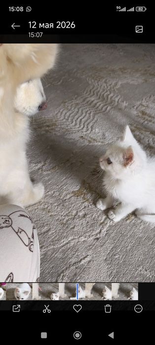 Котик в Добрые руки