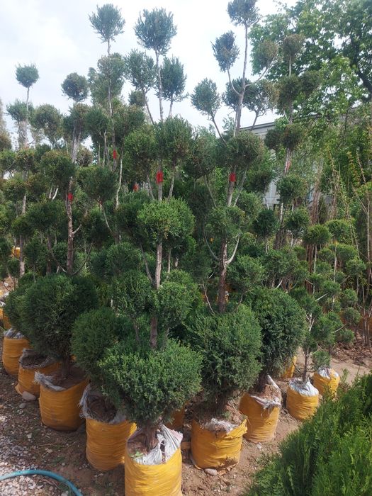 pesarda palma  atirgul shtampa.qiligan