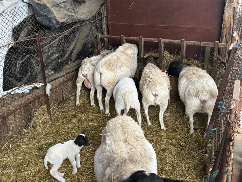 Vand berbecuti dorper