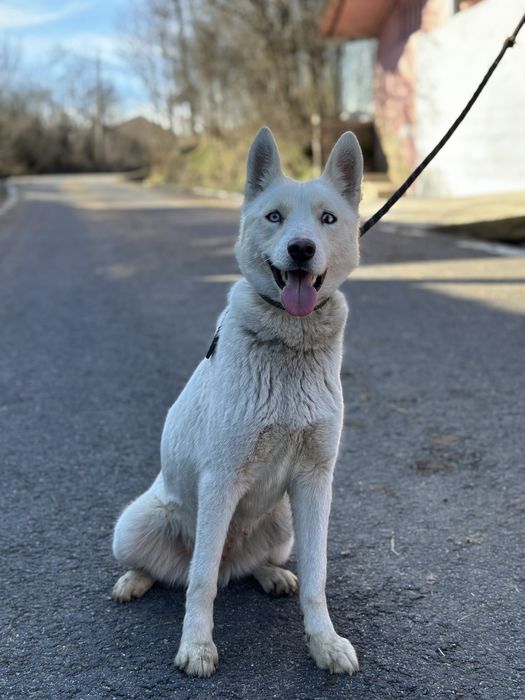 Donez femela husky!