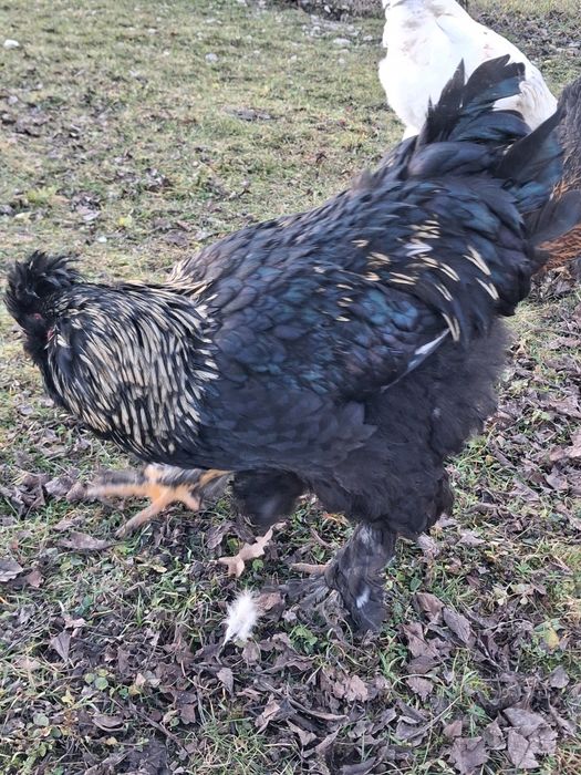 Cocos tanar de vanzare