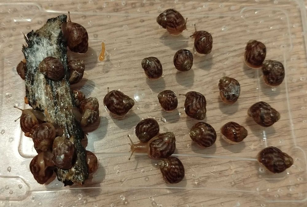 Melci africani pui