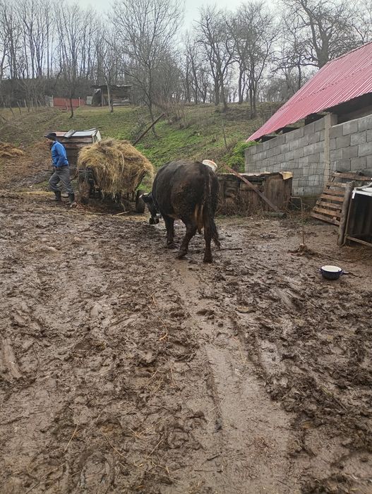 Vaca de-a fata preț negociabil