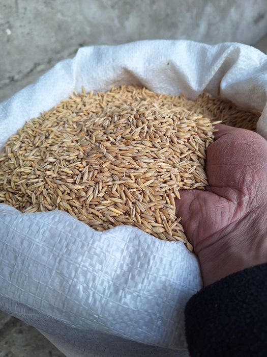 Sămânță Mazariche  pt Borceag,Sămânță SORG ROSU Ovăz, Mazăre, Orzoaica