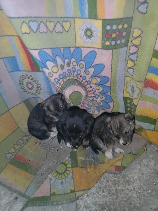 Бесплатно щенки лайк