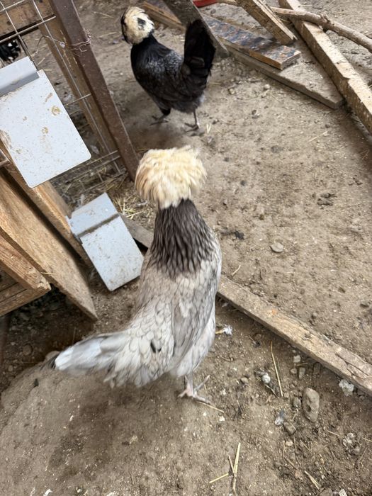 Vand oua motate olandeze