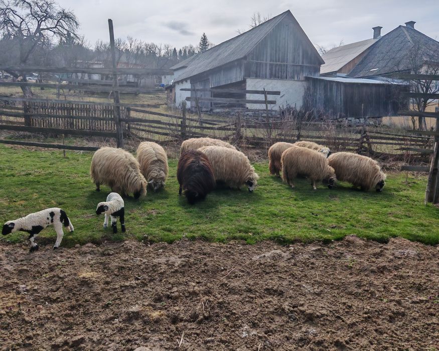 Vând oi cu miei!