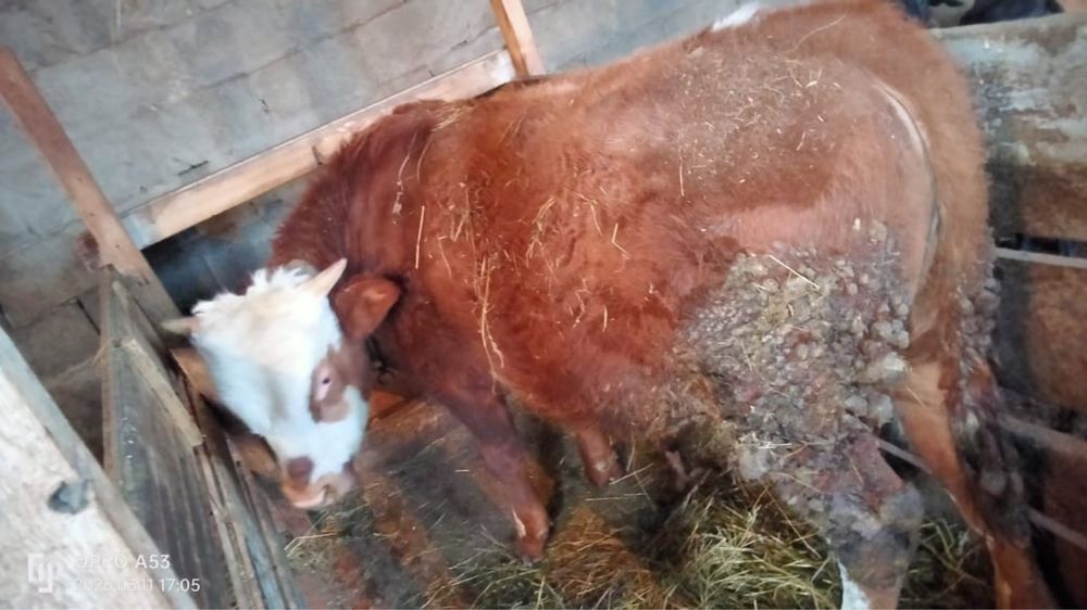 Бык на продажу!!!