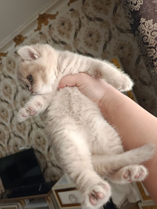 Britan galuboy shinshila