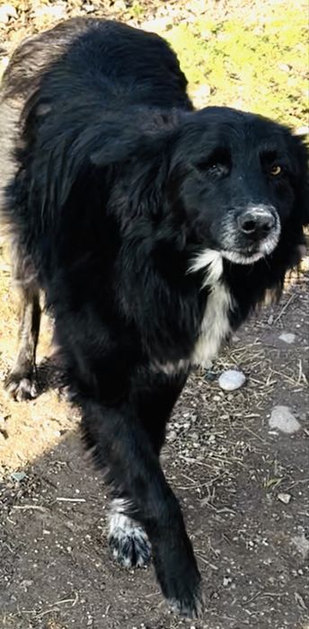 В добрые руки пристраиваю