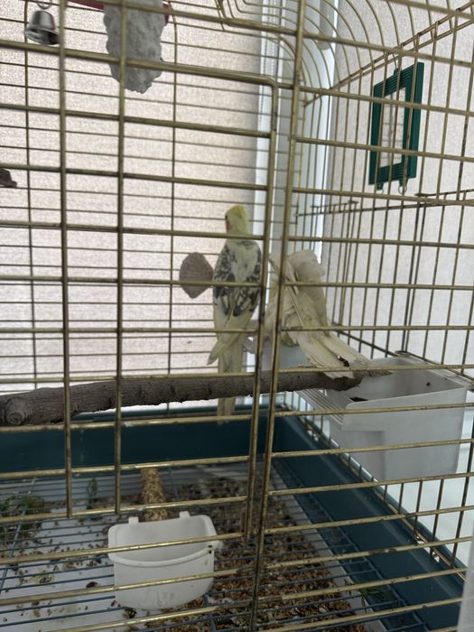 Продам  попугаев