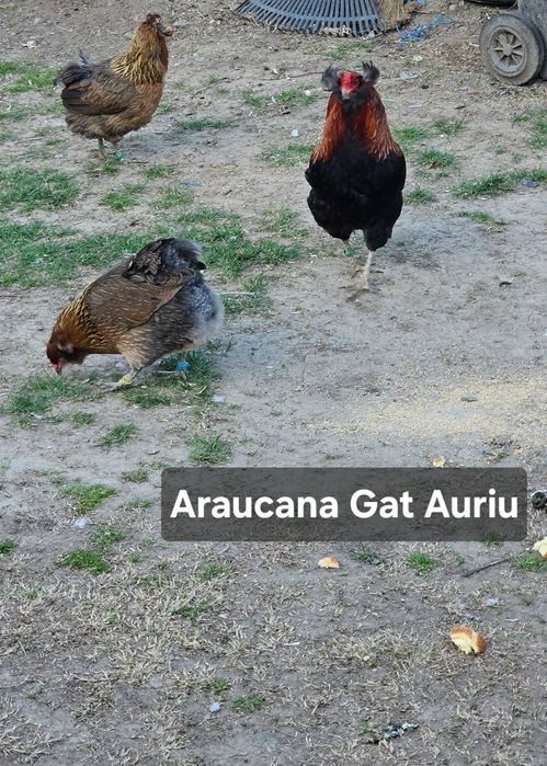 Oua din Rasa Araucana disponibile