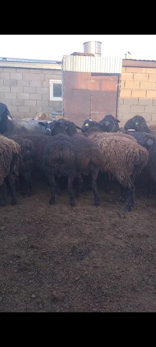 Қошқар, қойлар, марқалар сатылады