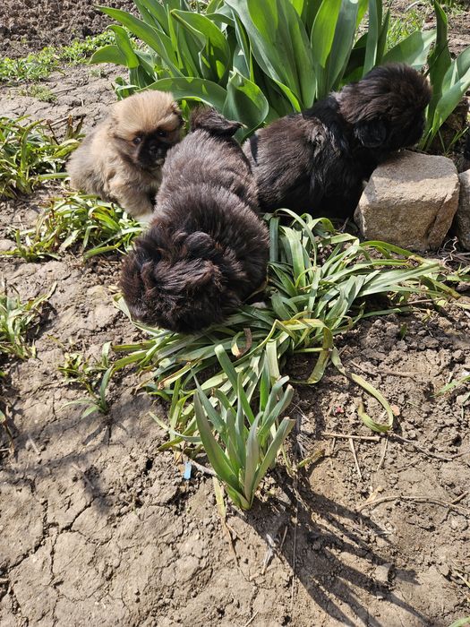 Малки сладки пекинези