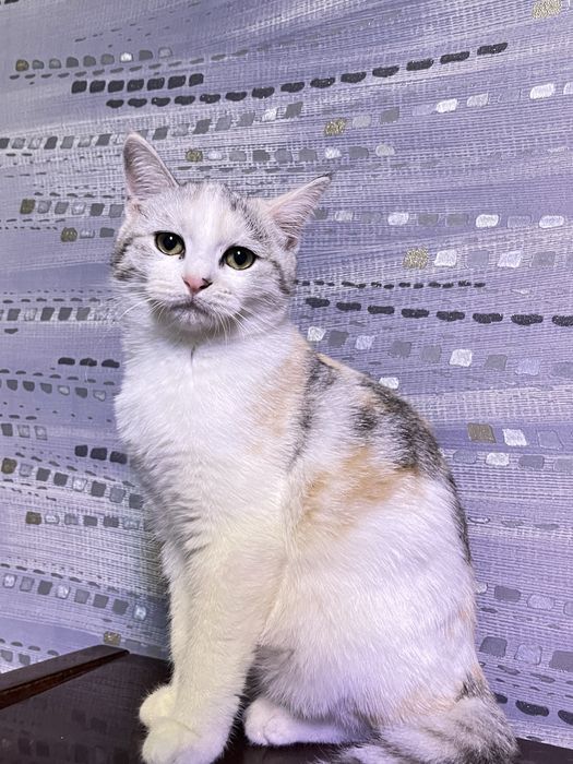 скоттиш страйт 5 месяцев