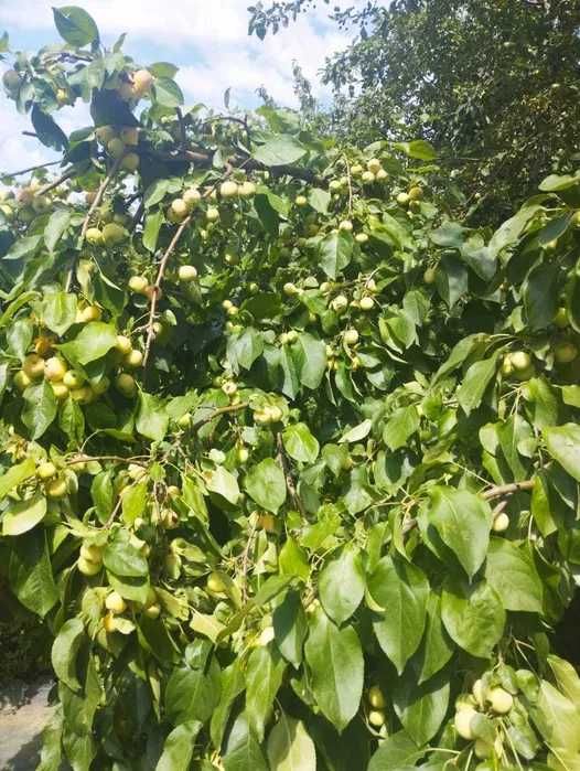 Дом 4 комнаты, 15 соток