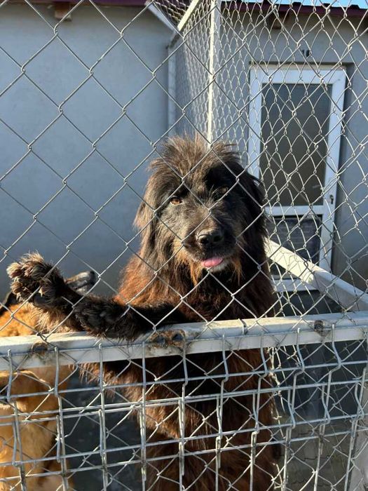 Adopta un caine - un sufletel are nevoie de stapan!