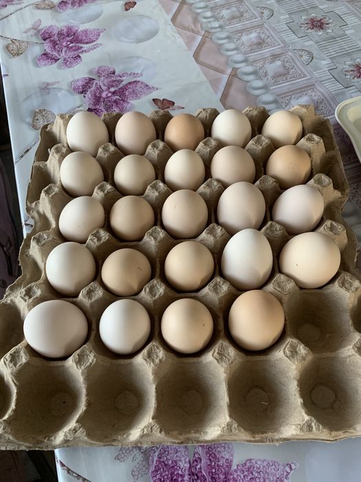 Инкубационны яйцо полу брама