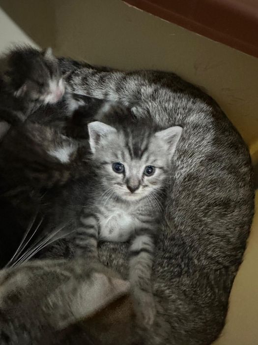 Отдам котят в хорошие руки))