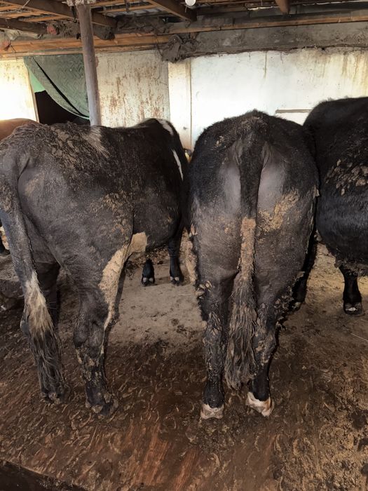 Продаем бычков 26 голов