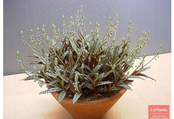 Бугенвилия 5ти расцветок.Комнатные цветы в наличии.