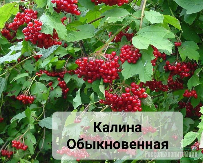 Декоративные кустарники и деревья