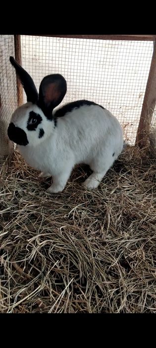 Строкач болалари сотилади